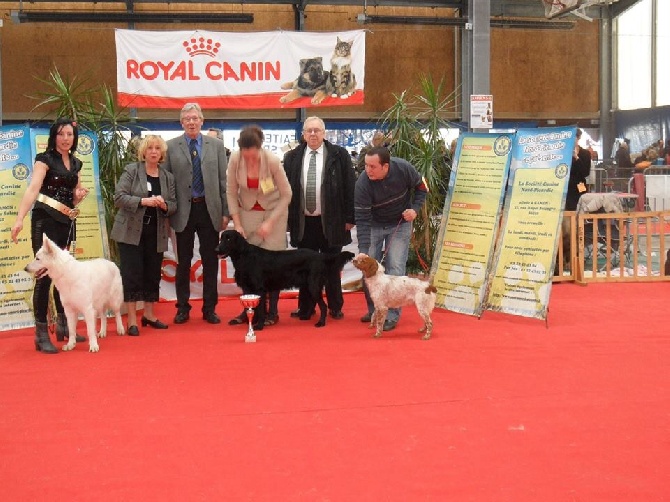 de la Vallée de Senlis - Exposition canine de flixecourt 16 février 2014