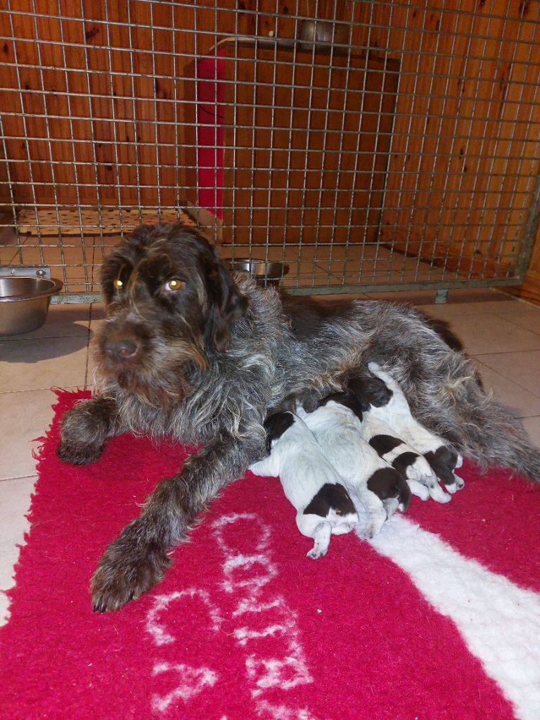 chiot Griffon d'arrêt à poil dur Korthals de la Vallée de Senlis