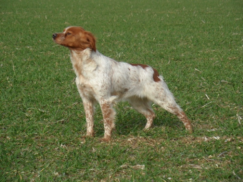 TR. CH. Ines de la Vallée de Senlis