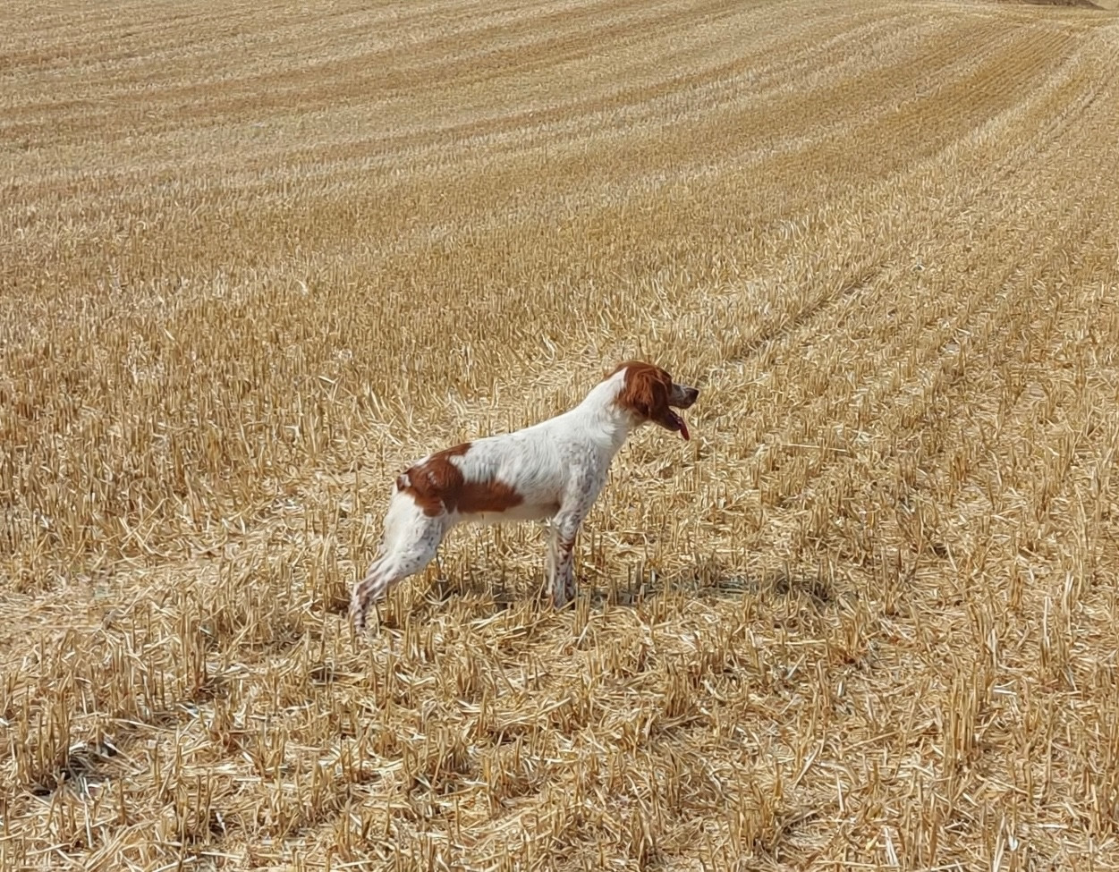 ABBY de la Vallée de Senlis