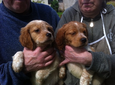 de la Vallée de Senlis - Chiots épagneul breton