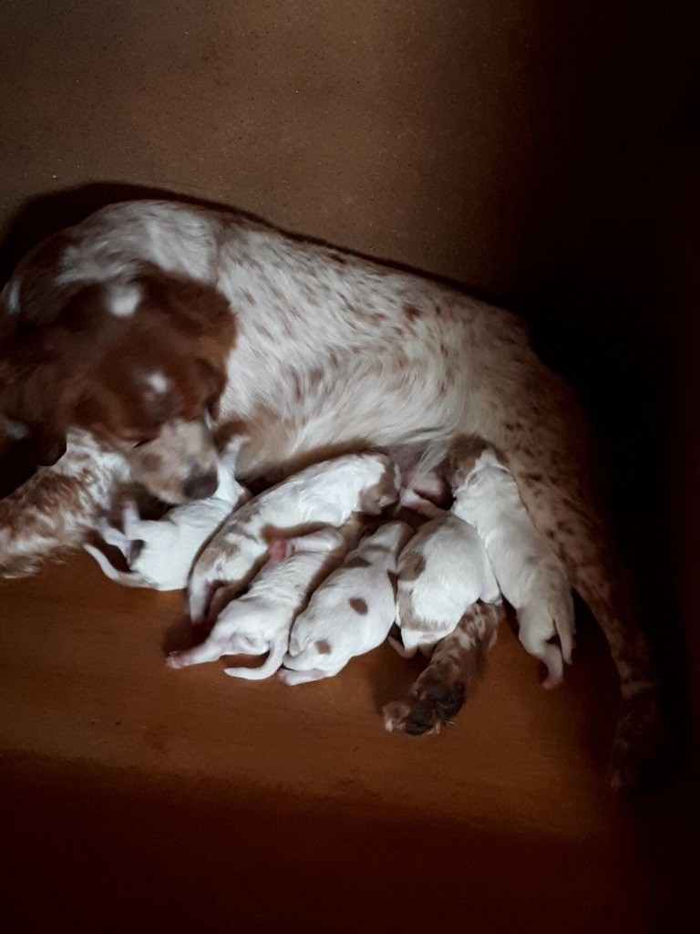 de la Vallée de Senlis - Chiot epagneul breton ines et Joker portée cotée 8