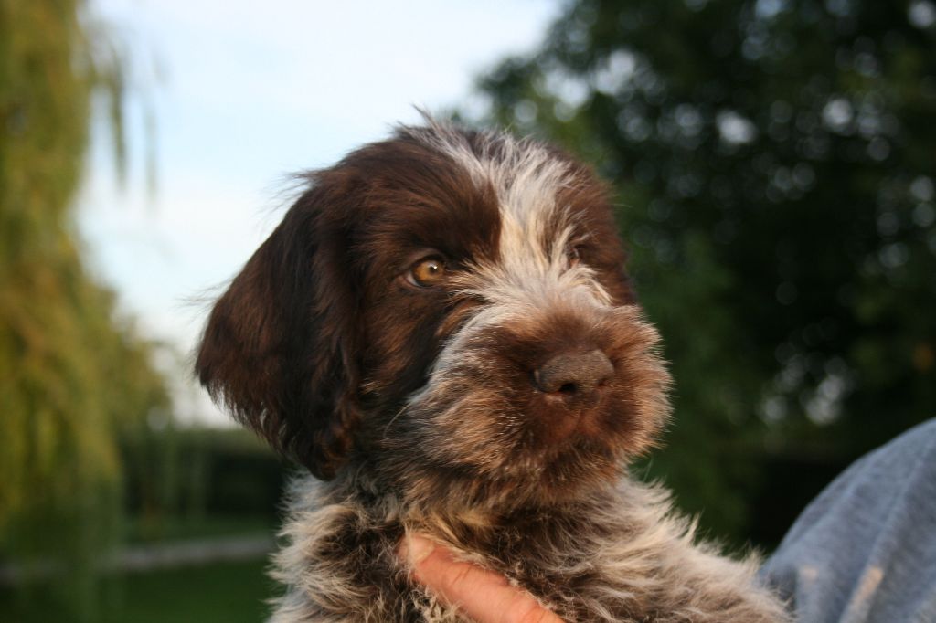 de la Vallée de Senlis - Chiots griffon korthals disponibles