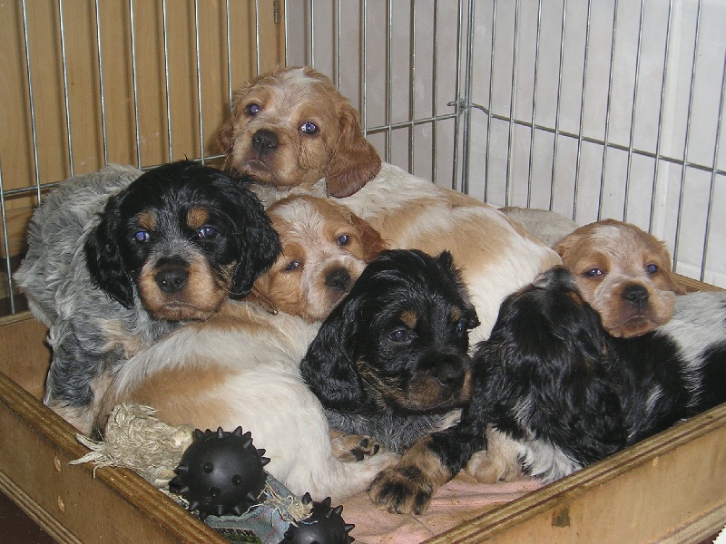 2éme Portée chiots nés25 /02/2006 Belle,Baila,Belka,Betti,Bendji,Black