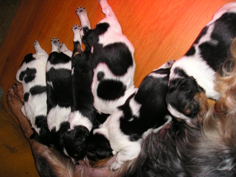 Portée née le 11 Novembre 2009