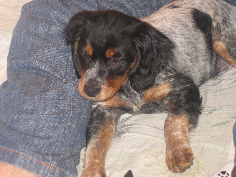 Enzo dans son nouveau foyer