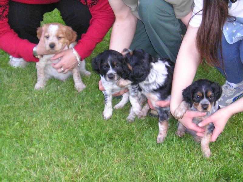 Ma 1ére Portée chiots nés le 16 mars 2005 (Anais,Anisette,Astie,Atos)