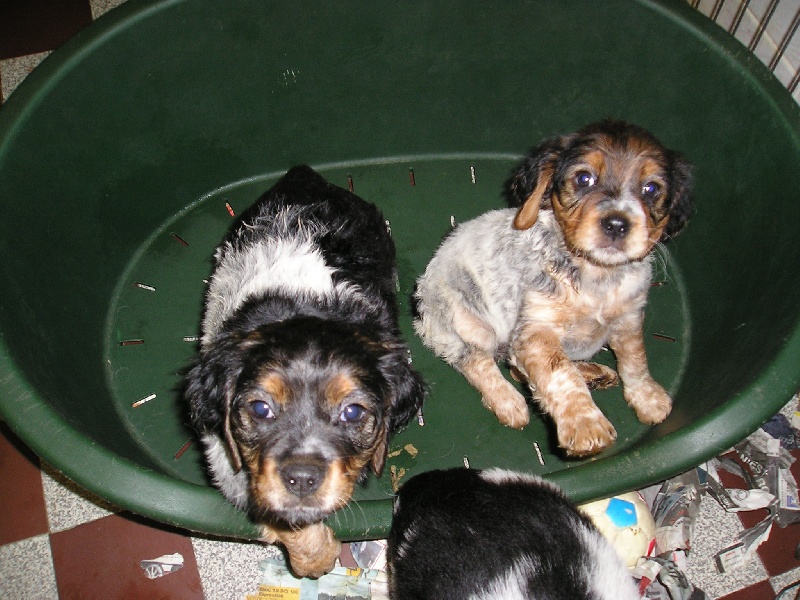 3éme Portée chiots nes le 29 aout 2007Chipie,Clara,Cloe,Candy,Chabal