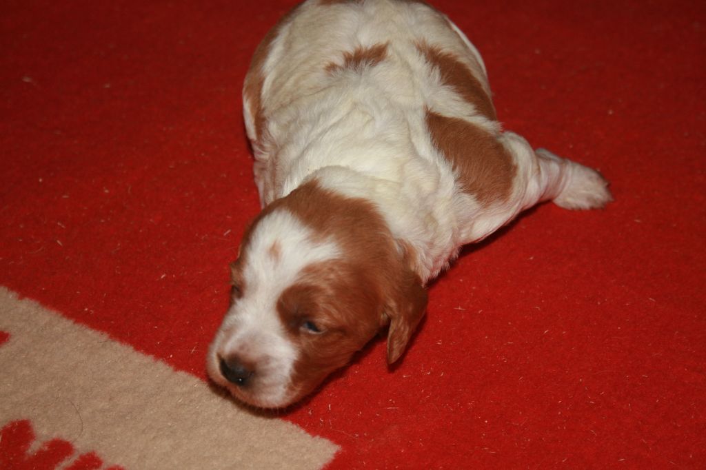 de la Vallée de Senlis - Chiots disponibles - Epagneul Breton