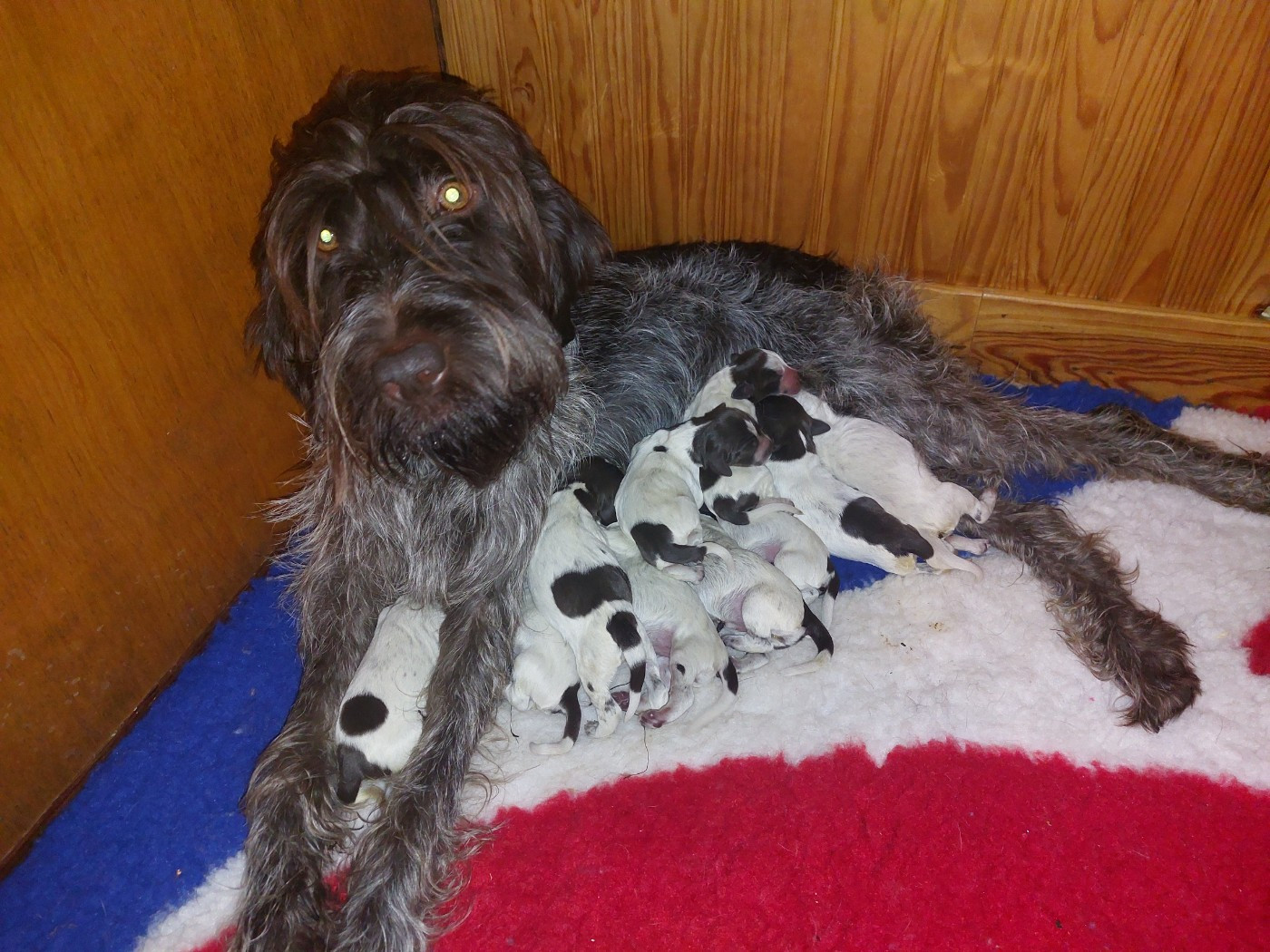 de la Vallée de Senlis - Griffon d'arrêt à poil dur Korthals - Portée née le 15/02/2026