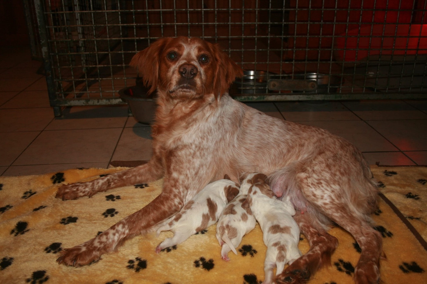 Chiot Epagneul Breton de la Vallée de Senlis
