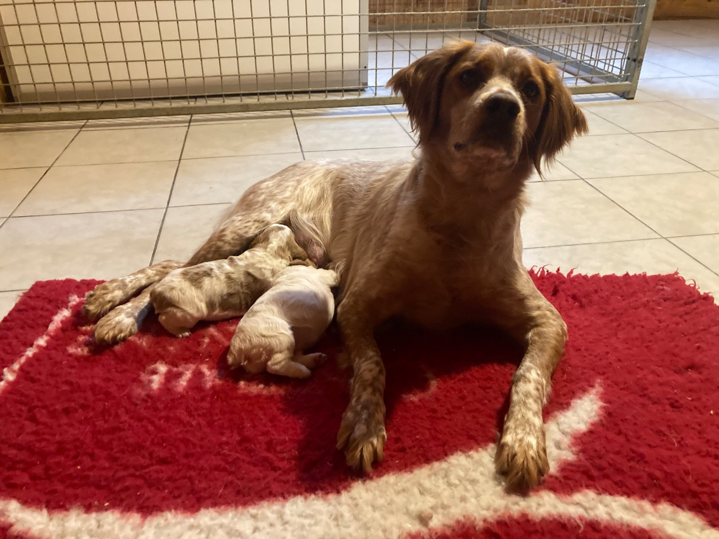 Chiot Epagneul Breton de la Vallée de Senlis