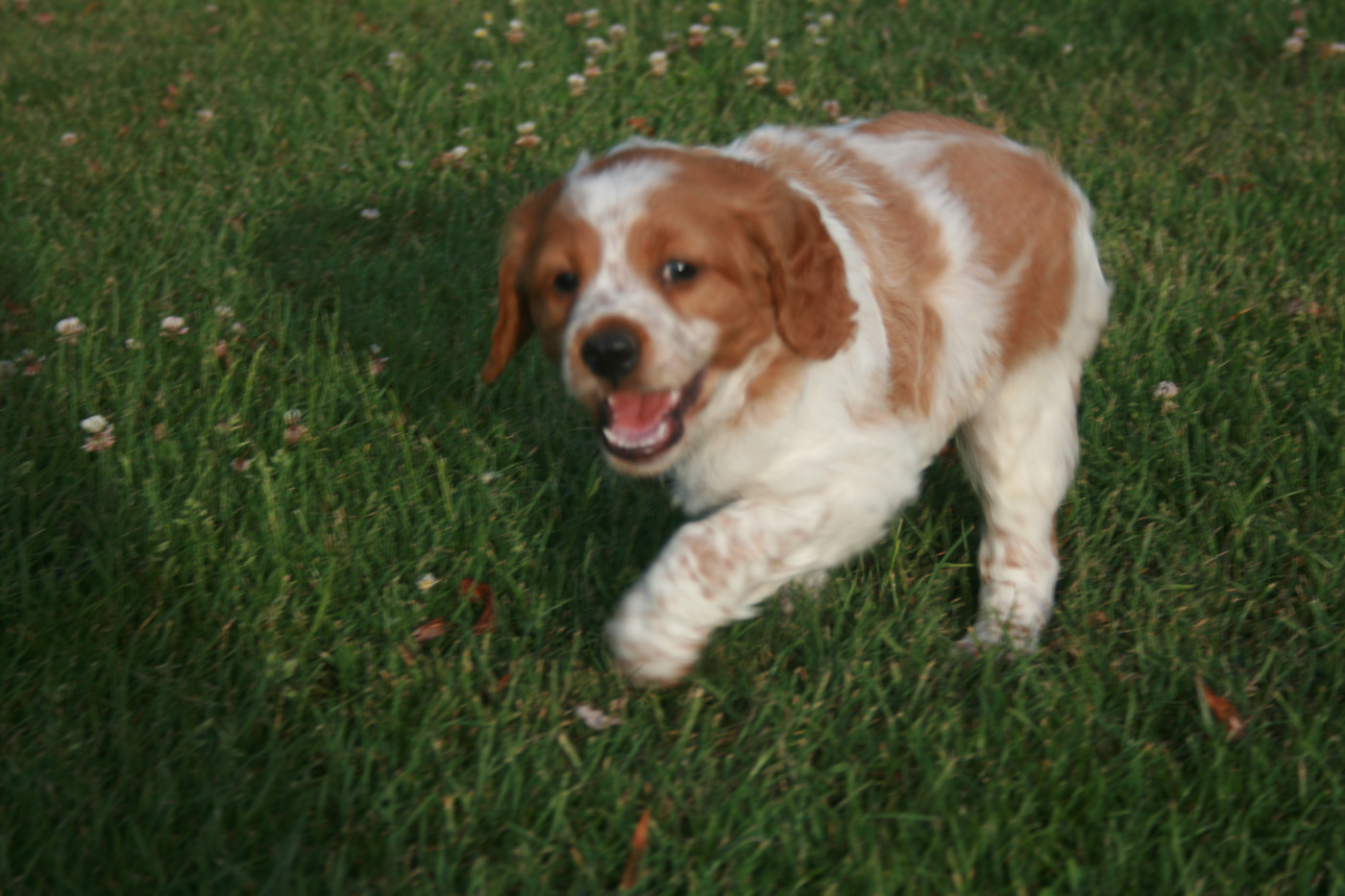 de la Vallée de Senlis - Chiots disponibles - Epagneul Breton