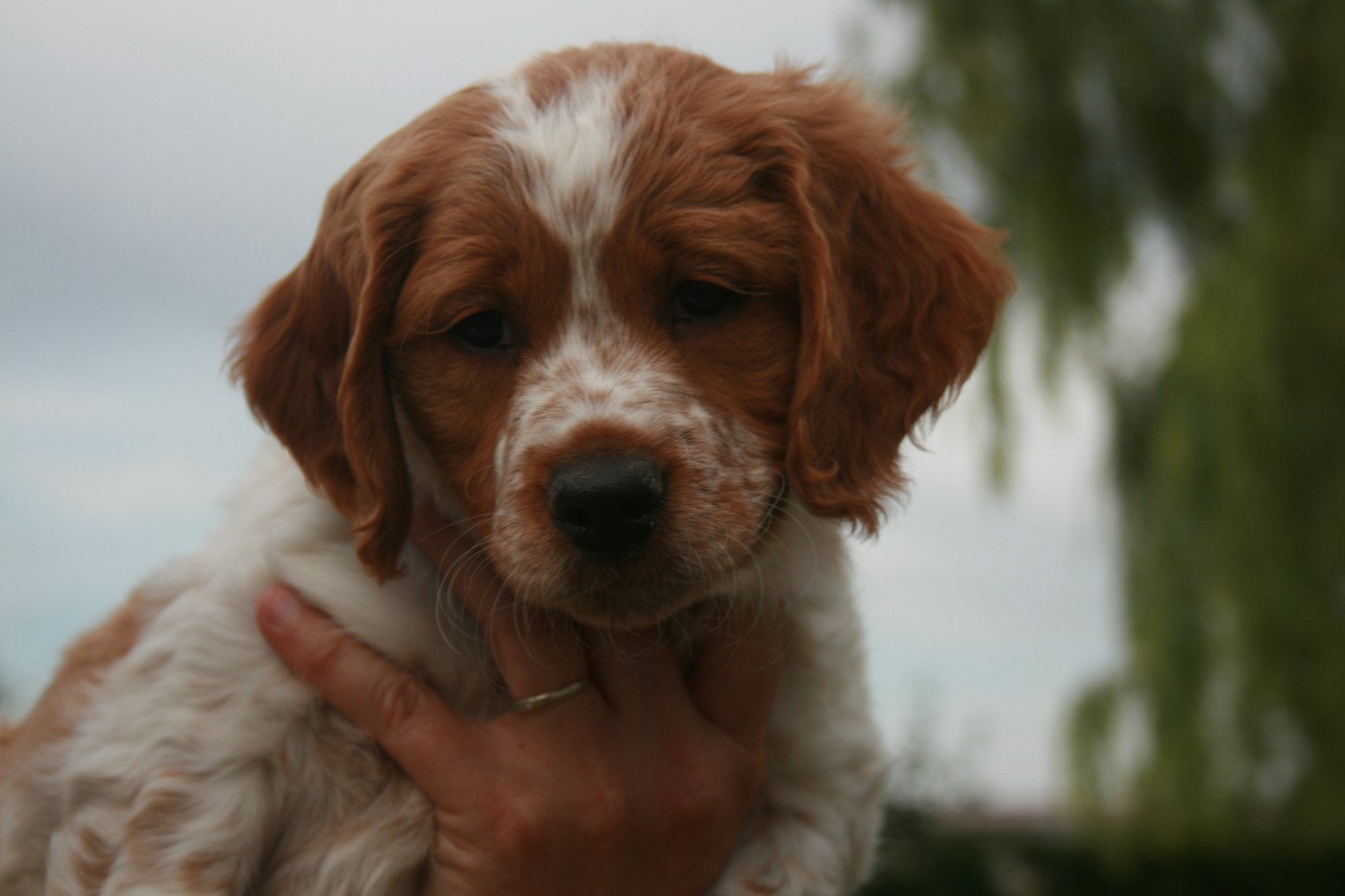 de la Vallée de Senlis - Chiots disponibles - Epagneul Breton