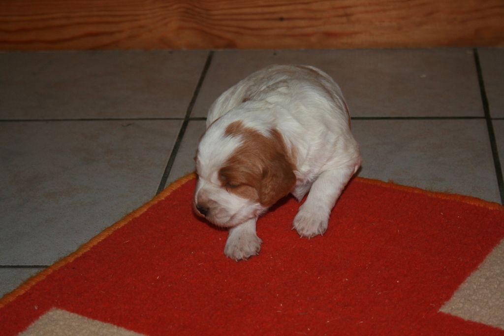 de la Vallée de Senlis - Chiots disponibles - Epagneul Breton