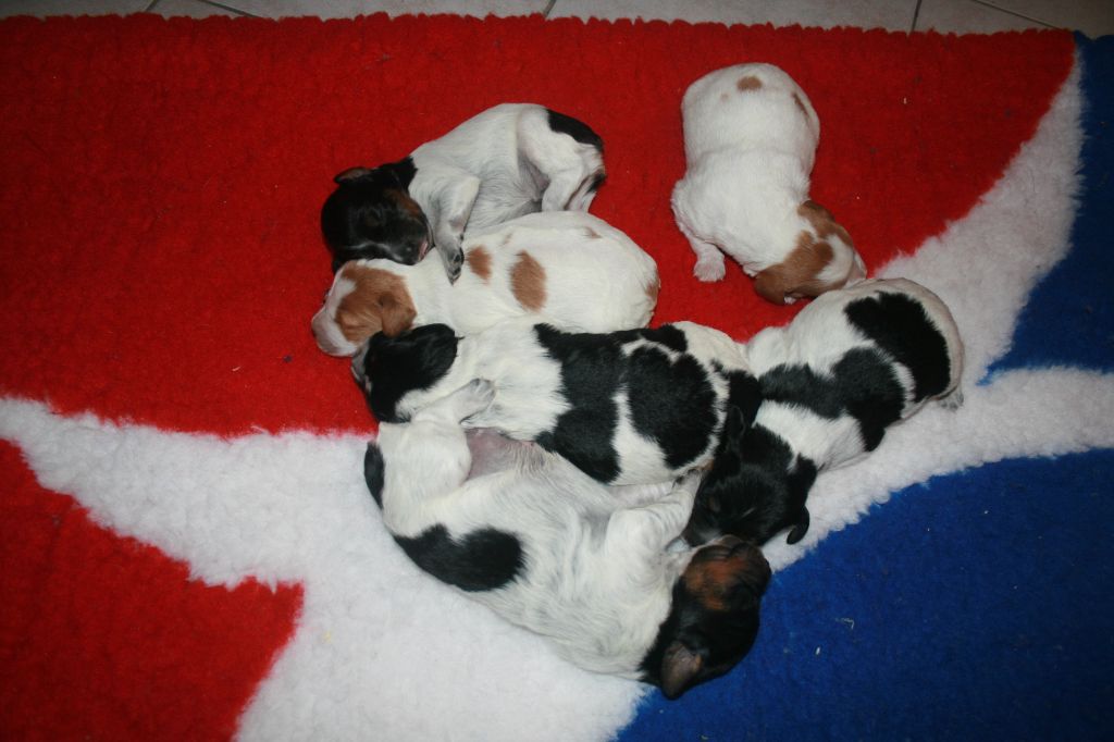 de la Vallée de Senlis - Epagneul Breton - Portée née le 16/09/2025