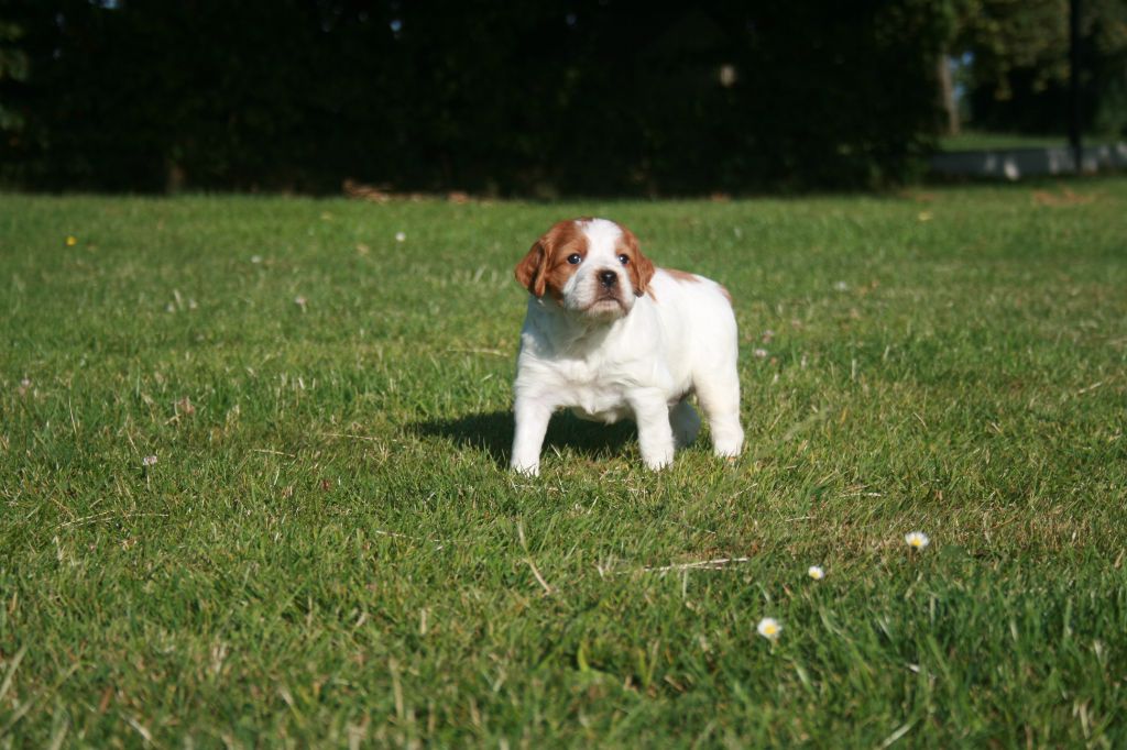 de la Vallée de Senlis - Chiots disponibles - Epagneul Breton