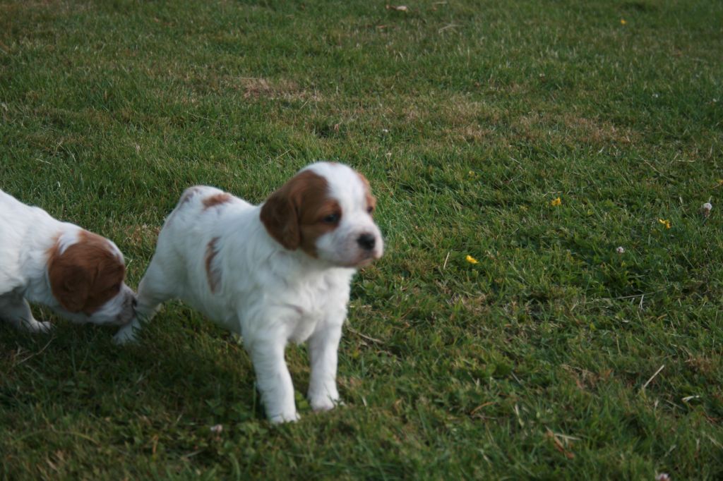 de la Vallée de Senlis - Chiots disponibles - Epagneul Breton