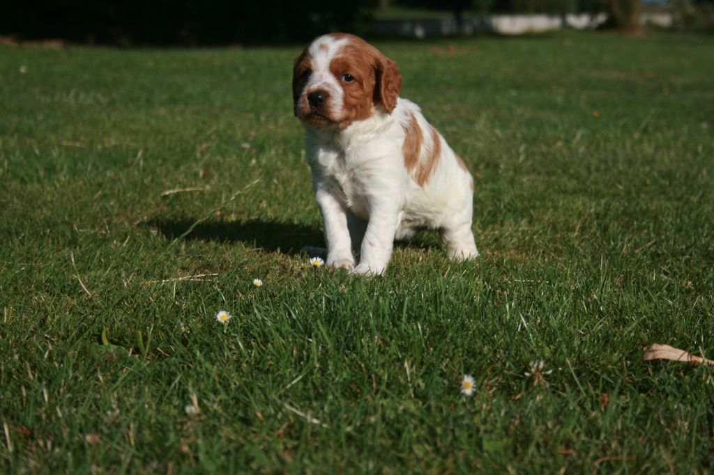 de la Vallée de Senlis - Chiots disponibles - Epagneul Breton