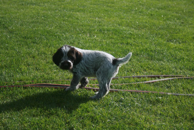 BERNARD