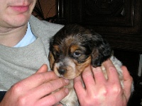 Cloe