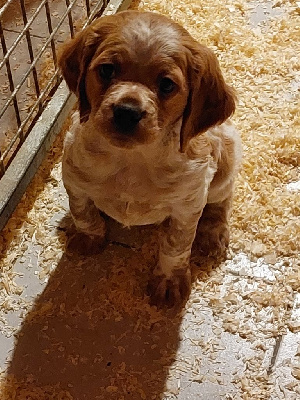 TINA