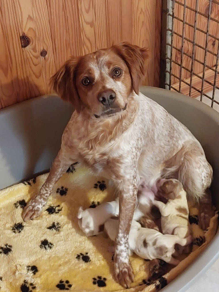 Chiot Epagneul Breton de la Vallée de Senlis