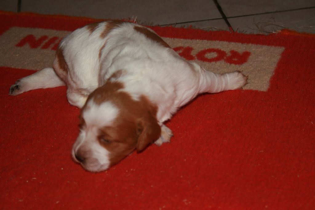 de la Vallée de Senlis - Chiots disponibles - Epagneul Breton